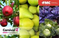 Fertilizante foliar líquido complejo Carnival -  FMC 