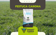 Festuca Carona Smartcampo