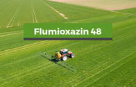 Herbicida Flumioxazin 48