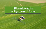 Herbicida Flumioxazin + Pyroxasulfone