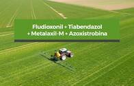 Fungicida Fludioxonil,Tiabendazol,Metalaxil-M,Azoxistrobina