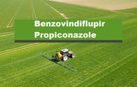 Fungicida Benzovindiflupir - Propiconazole