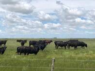 Campo en Venta Ganadero 1000 has General Lamadrid