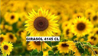 Girasol Nuseed-4145 CL-Calibre B2 -Grado 4