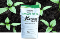 Herbicida Glifosato 75.7 SG Kemsure
