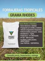 Grama Rhodes Diploide Smart Campo
