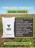 Grama Rhodes Tetraploide Smart Campo