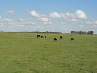 Gran Campo De 1.500 Has En Saladillo