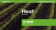 Herbicida Heat® Saflufenacil - BASF