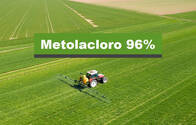 Herbicida Metolacloro 96%