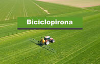 Herbicida Biciclopirona