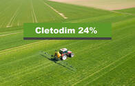 Herbicida Cletodim 24%