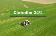 Herbicida Cletodim 24% Transpect