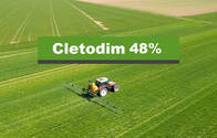 Herbicida Cletodim 48% Kylian 48