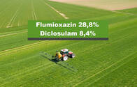 Herbicida Flumioxazin 28,8% + Diclosulam 8,4%