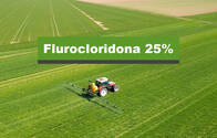 Herbicida Flurocloridona 25% Talis