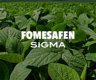 Herbicida Fomesafen 25% Sigma x 20 lt