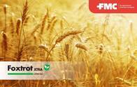 Herbicida Foxtrot Xtra Fenoxaprop + Cloquintocet - FMC