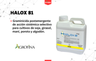 Herbicida Halox 81 Agrofina