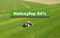 Herbicida Haloxyfop 54%