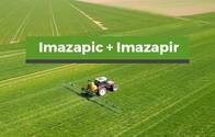 Herbicida Imazapic + Imazapir