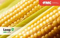 Herbicida Loop Nicosulfuron - FMC