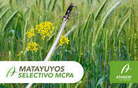 Herbicida Matayuyos Selectivo