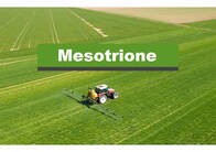 Herbicida Mesotrione