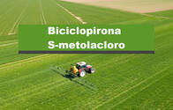 Herbicida Pack Biciclopirona - S-Metolacloro