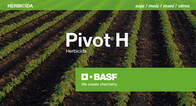 Herbicida Pivot H Imazetapir - Basf