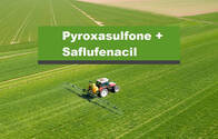 Herbicida Pyroxasulfone + Saflufenacil