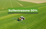 Herbicida Sulfentrazone Capaz 50 SC