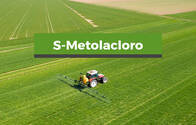 Herbicida S-Metolaclor Mercator