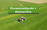 Insecticida Clorantraniliprole + Abamectina