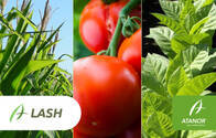 Insecticida Lash 90