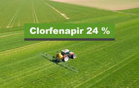 Insecticida Pirate Clorfenapir 24%