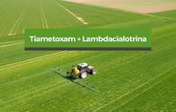 Insecticida Tiametoxam, Lambdacialotrina