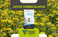 Lotus Corniculatus Smartcampo