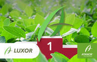 Herbicida Luxor Cletodim - Atanor