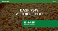 Maíz 7349 VT Triple Pro - BASF