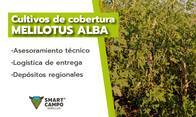Semillas de Melilotus Alba Smart Campo