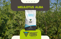 Melilotus Alba Smartacampo