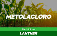 Herbicida Metalocloro - Lanther Quimica