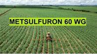 Herbicida Metsulfuron 60% WG - caja X 2Kg (20 sobres de 100 g)