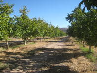 Campo agrícola en venta de 191 hectáreas en Calingasta, San Juan