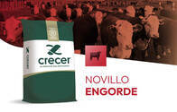 Novillo Engorde - Crecer