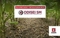 Herbicida Odisei SM Sulfometuron+Metsulfuron - Atanor