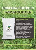 Panicum Coloratum Smart Campo