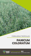 Panicum Coloratum Smart Campo
