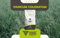 Panicum Coloratum Smartcampo